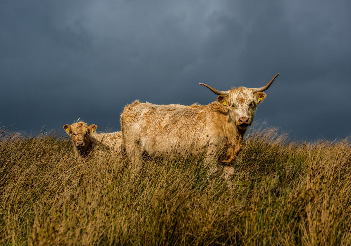 10 Cattle before the Storm
